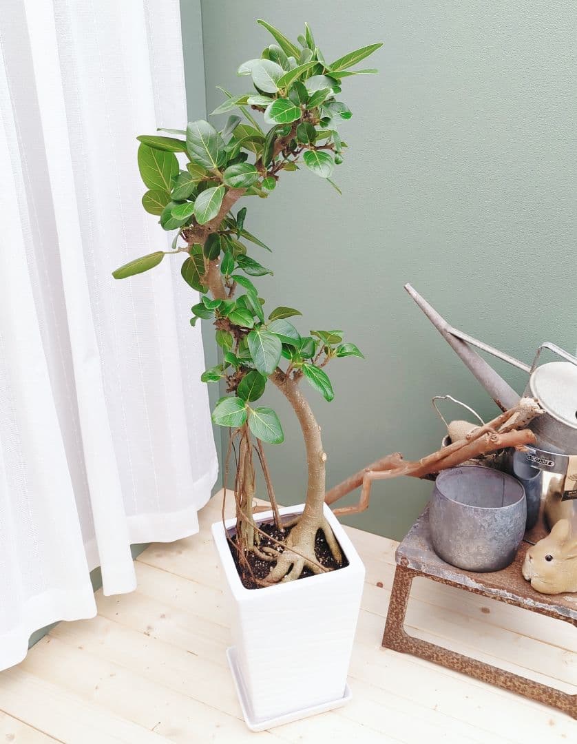 根上がり 太幹 ベンガレンシス 曲がり ８号