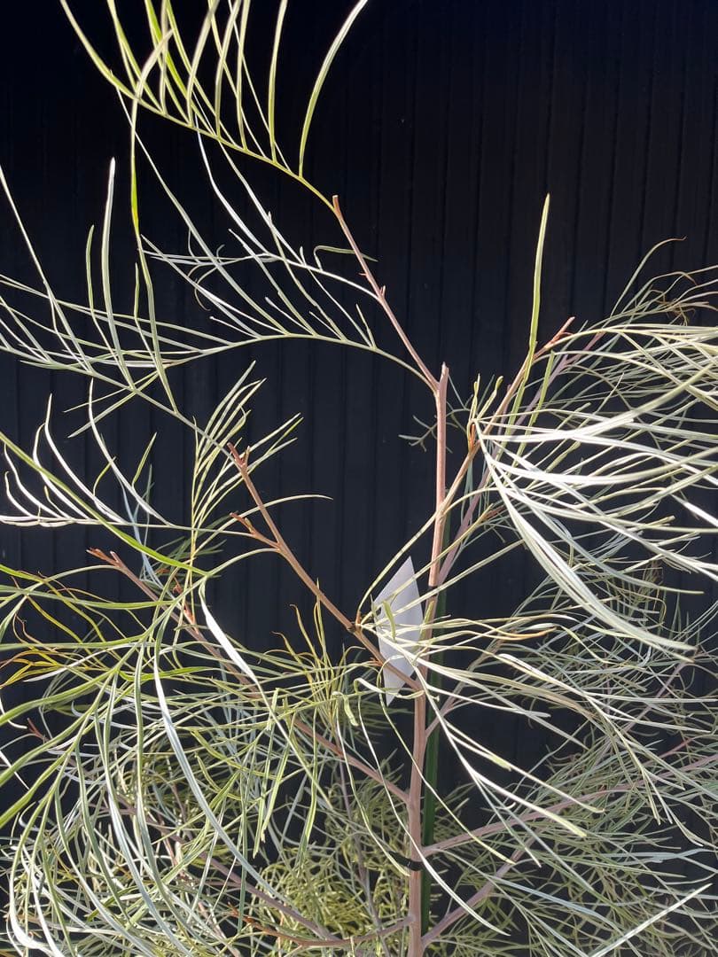 グレビレア ハニーワンダー 大株 オージープランツ