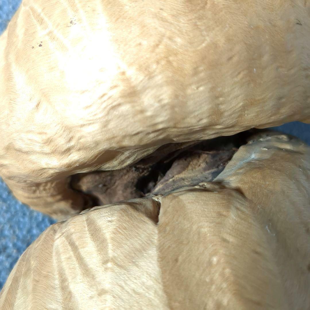 天然木 自然造形 蛇形希少 螺旋状 ねじれ木株 アート作品 高さ約61cm