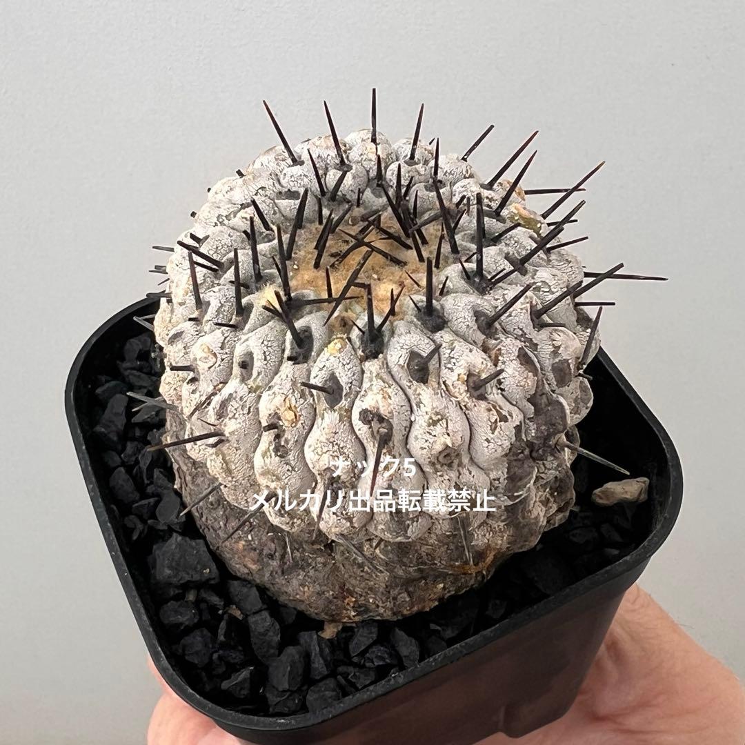 コルムナアルバ③ 孤竜丸 コピアポア(検索)サボテン 黒王丸 黒士冠 銅羅丸