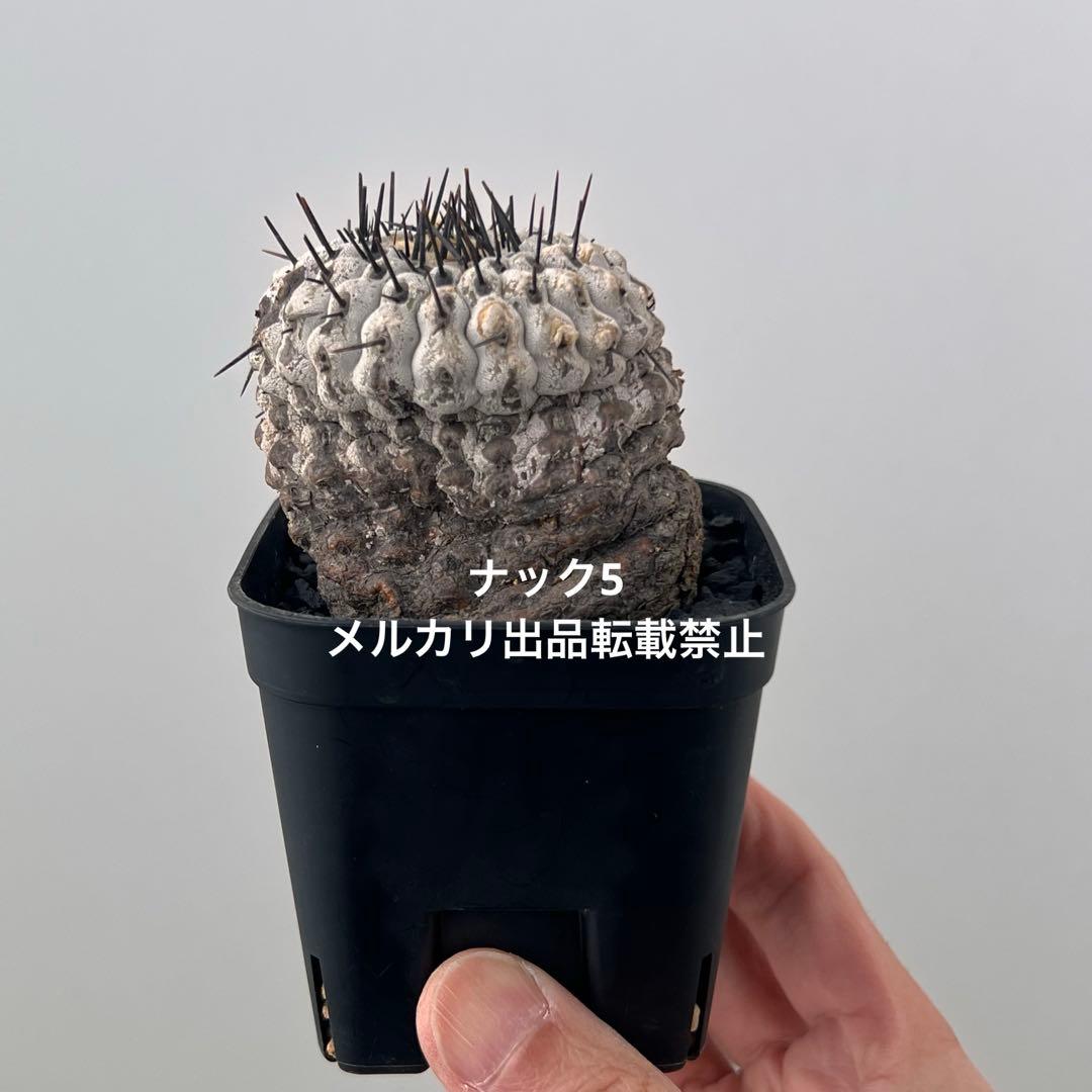 コルムナアルバ③ 孤竜丸 コピアポア(検索)サボテン 黒王丸 黒士冠 銅羅丸