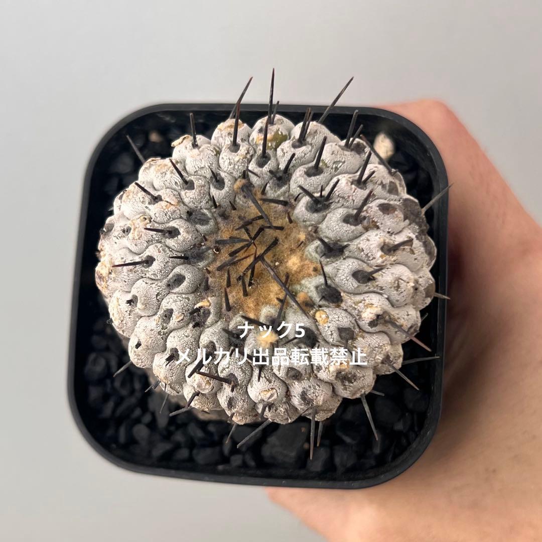 コルムナアルバ③ 孤竜丸 コピアポア(検索)サボテン 黒王丸 黒士冠 銅羅丸