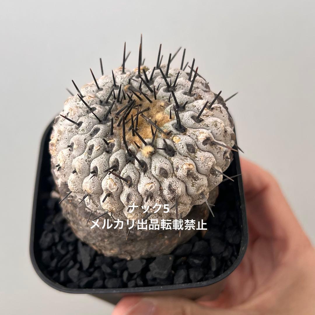 コルムナアルバ③ 孤竜丸 コピアポア(検索)サボテン 黒王丸 黒士冠 銅羅丸