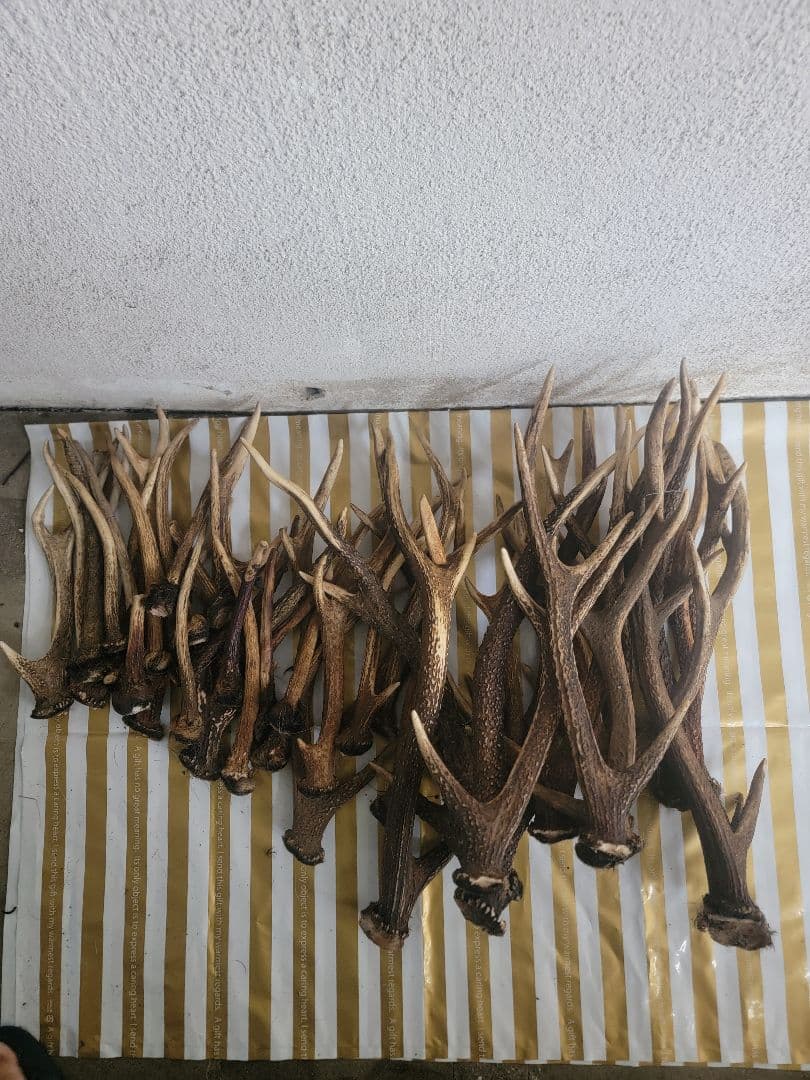 鹿の角　まとめて