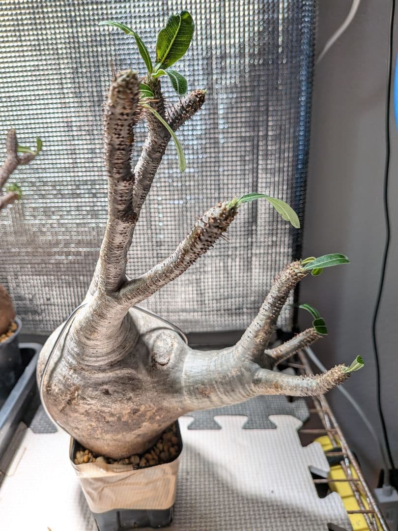 イ*ワ様 パキポディウム　グラキリス現地球