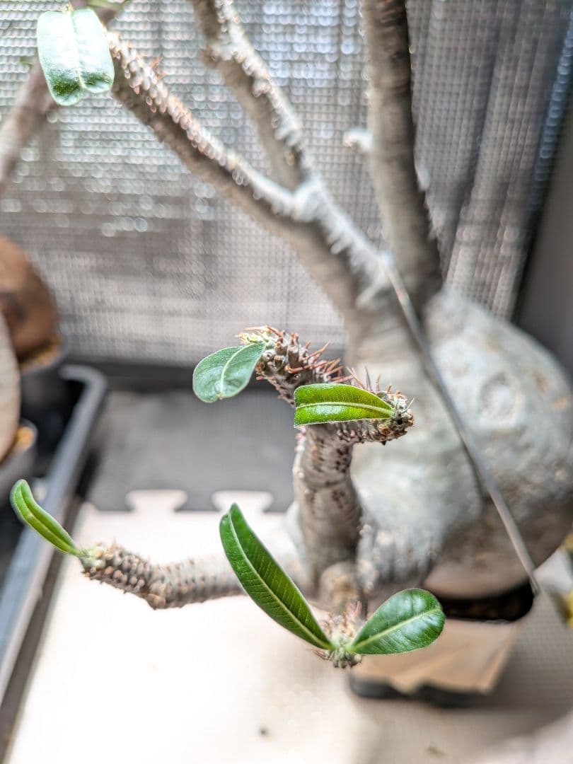 イ*ワ様 パキポディウム　グラキリス現地球