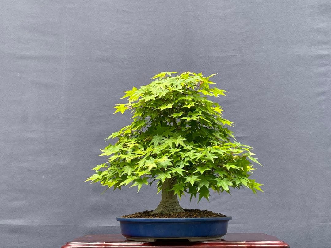 三河盆栽　山紅葉　盆栽