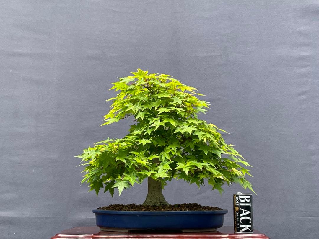 三河盆栽　山紅葉　盆栽