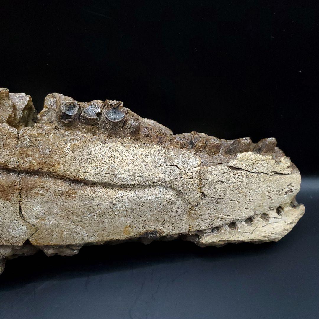 グリポサウルス 化石 デンタルバッテリー 上顎 本物 209mm fr25