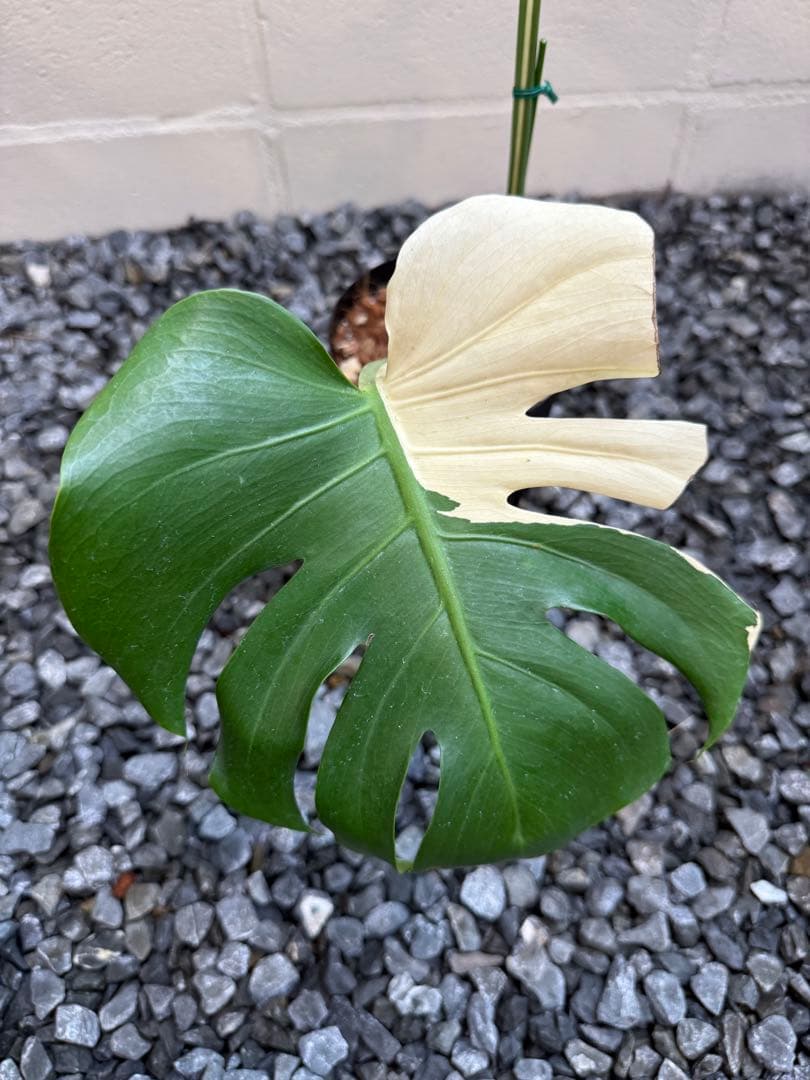 「やたがらす」激レアモンステラ　デリシオーサ　スフィンクス