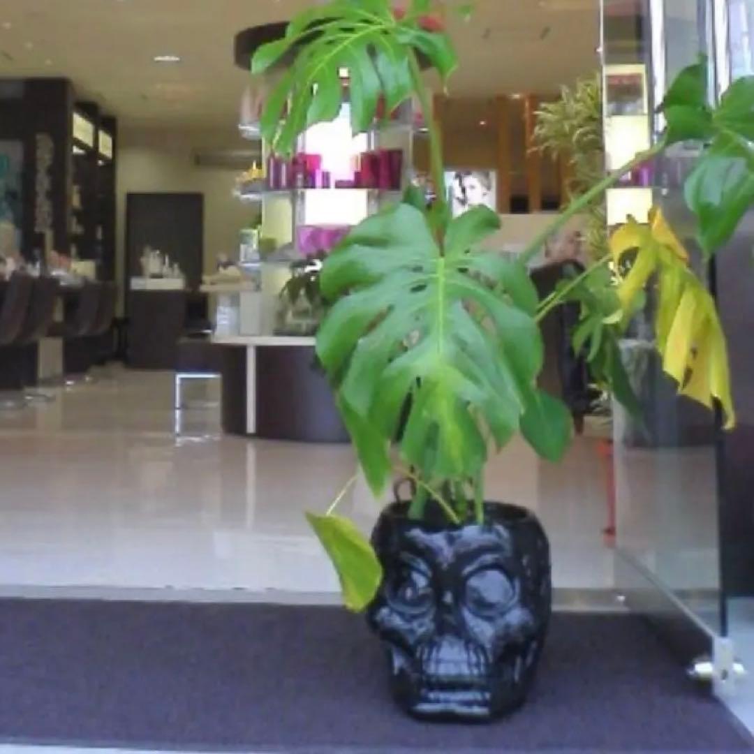 CRIMIE B.E.D. シュガースカルプランター / カラベラ アガベ