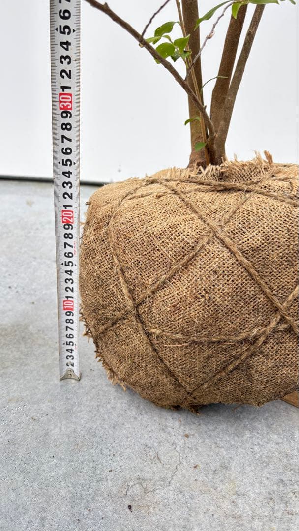 自然な樹形が美しい 山採りの ヒサカキ 698 樹高2.1m位 ヒメサカキ 姫榊