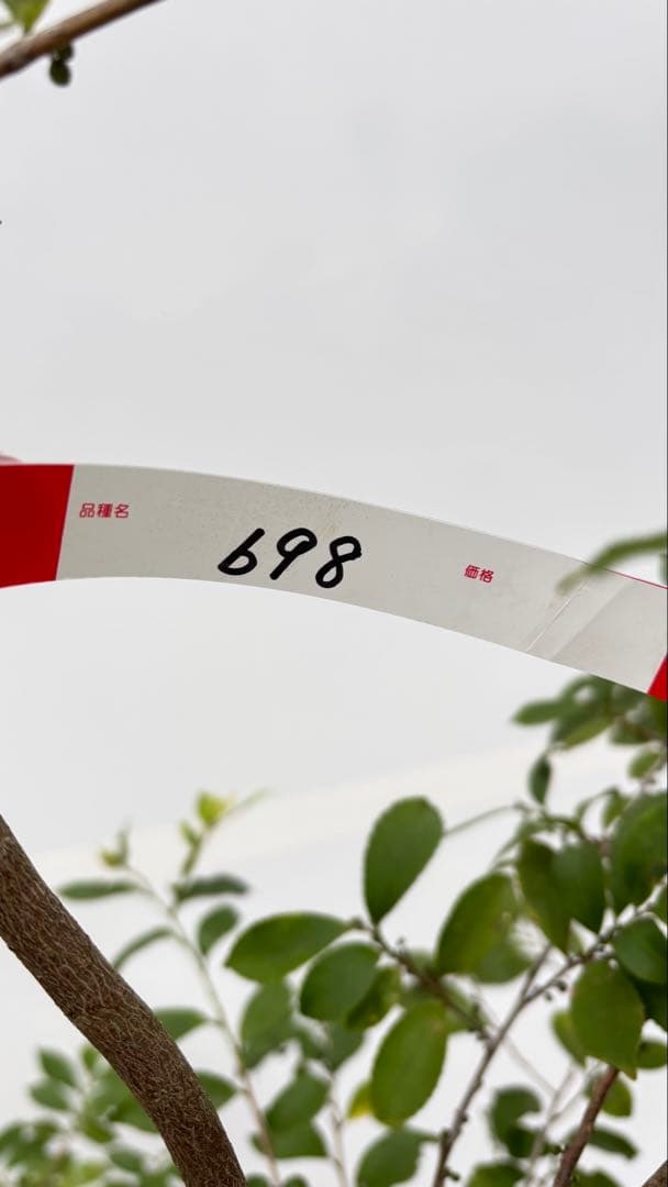 自然な樹形が美しい 山採りの ヒサカキ 698 樹高2.1m位 ヒメサカキ 姫榊