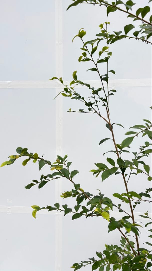 自然な樹形が美しい 山採りの ヒサカキ 698 樹高2.1m位 ヒメサカキ 姫榊