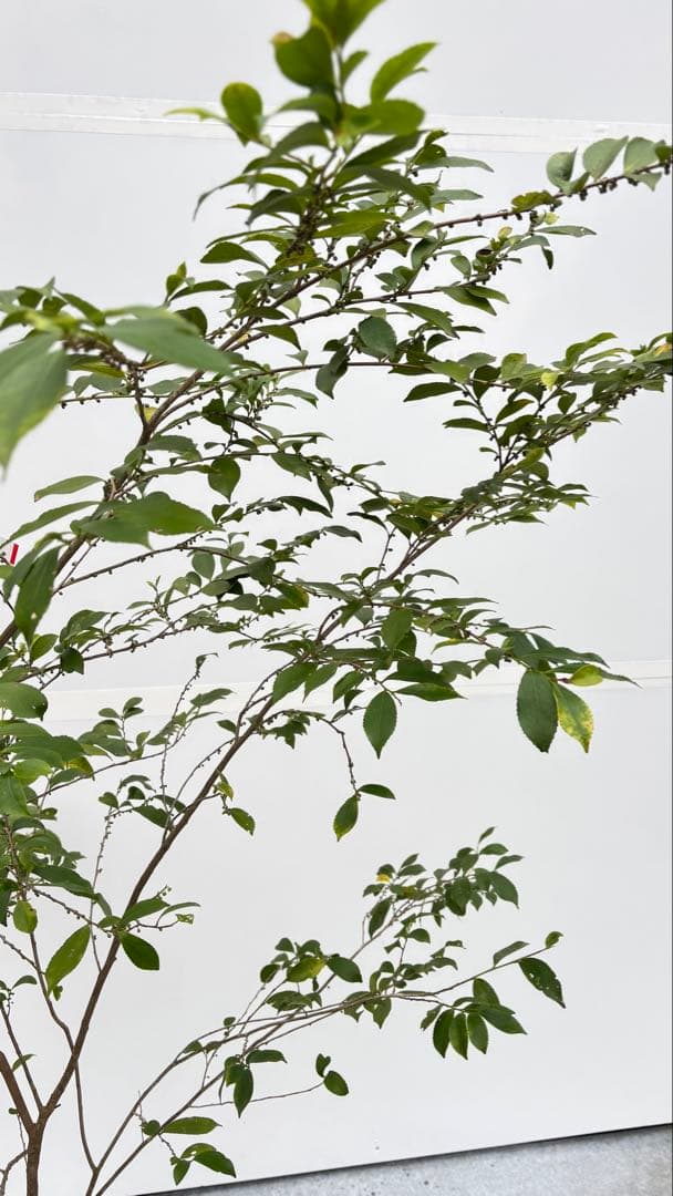 自然な樹形が美しい 山採りの ヒサカキ 698 樹高2.1m位 ヒメサカキ 姫榊