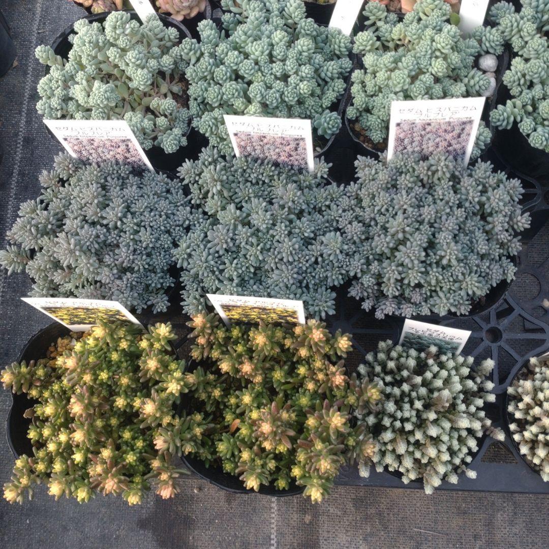 チョコモカさん専用