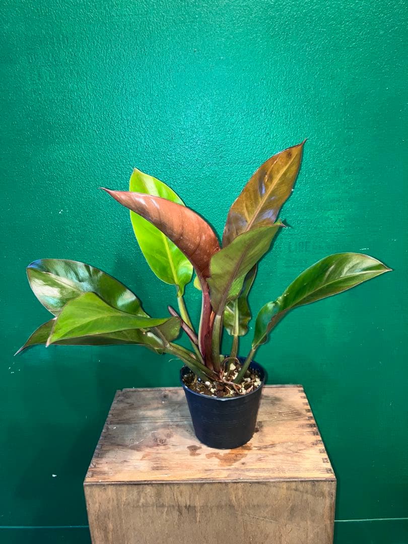 Philodendron 'Imperial Yellow Flame'3.5号