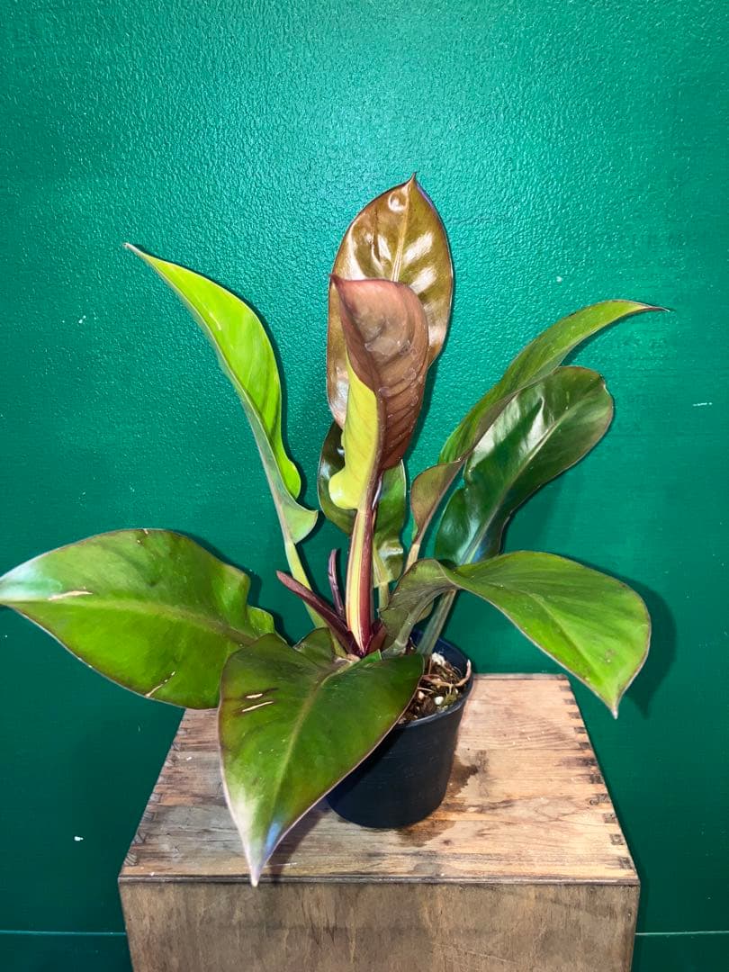 Philodendron 'Imperial Yellow Flame'3.5号