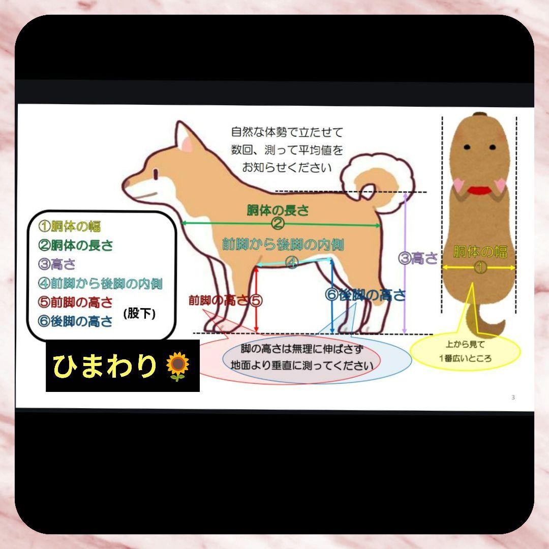 viviトイプードル4輪　リハビリ　食事補助　犬用車椅子　介護　犬の歩行器