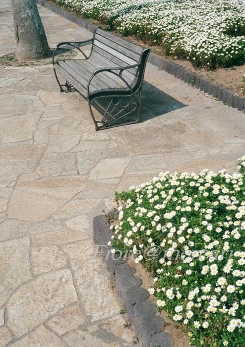 minolta repo ミノルタ レポ ブラック フィルムカメラ ハーフサイズ