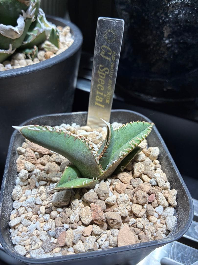 アガベ cjspecial 大白鯊 ホホジロサメ　子株　⭐︎タグ付き⭐︎ A