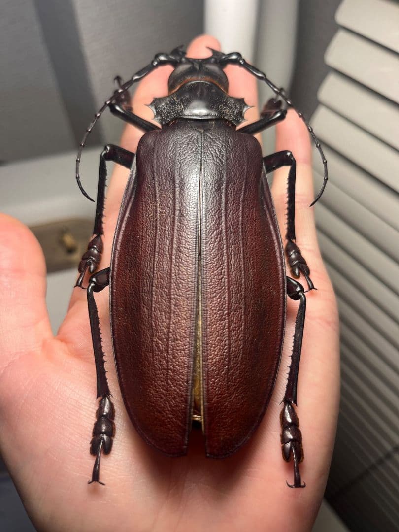 【131mm】タイタンオオウスバカミキリ カブトムシクワガタハナムグリ標本
