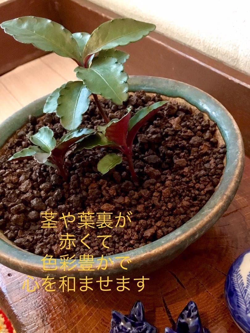 縁起物＊縁起木【万両の赤ちゃん苗3株を素敵な盆栽鉢に！】東京檜原村産＊完全無農薬