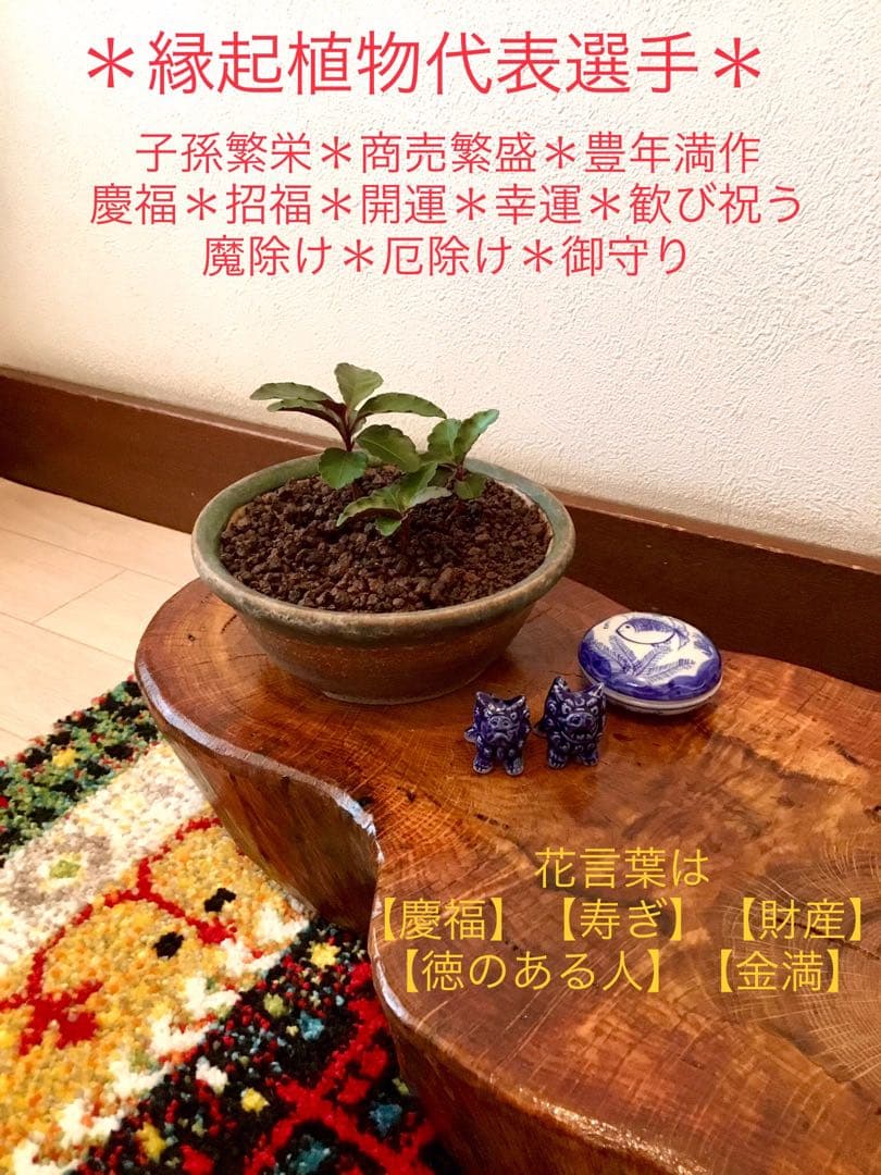縁起物＊縁起木【万両の赤ちゃん苗3株を素敵な盆栽鉢に！】東京檜原村産＊完全無農薬
