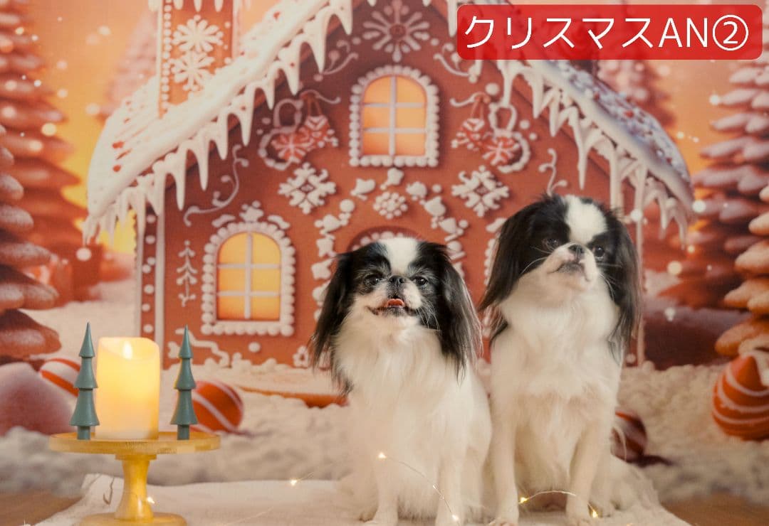 背景布×10+2　ペット撮影用フォトブース　トリミングチョーカー販売中　Xmas