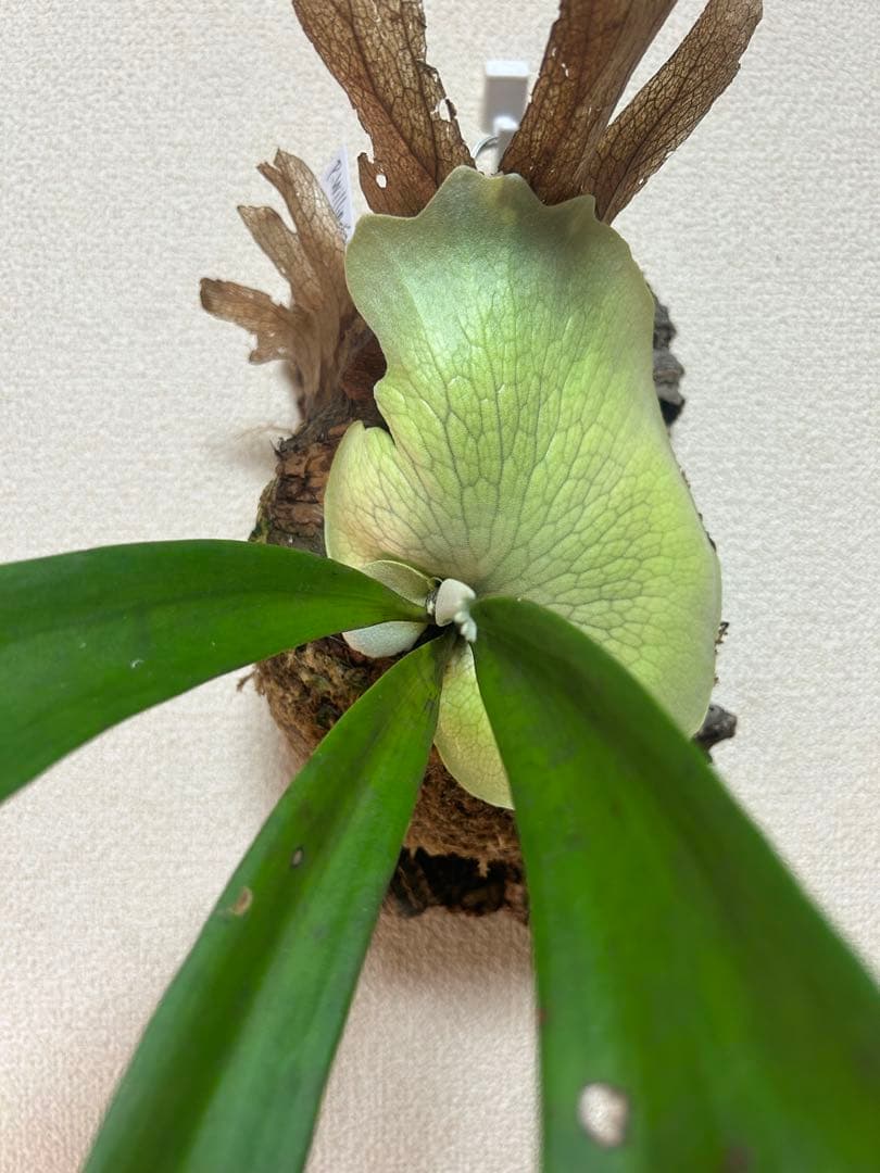 ビカクシダ ウィリンキー East Java｜コルク付け｜現品 ①