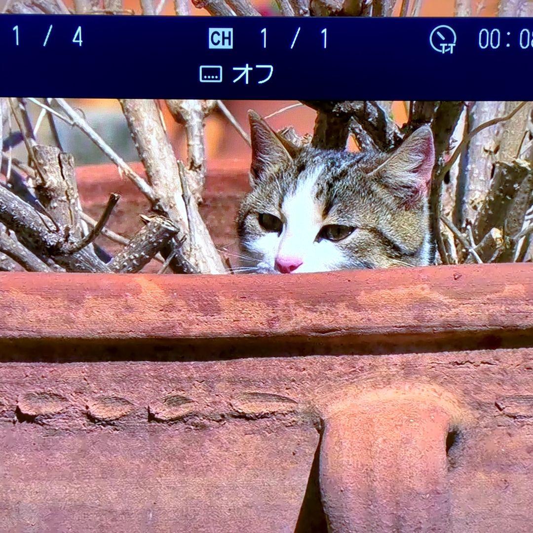 東芝 REGZA ブルーレイ/DVDプレーヤー DBP-S500 2021年製