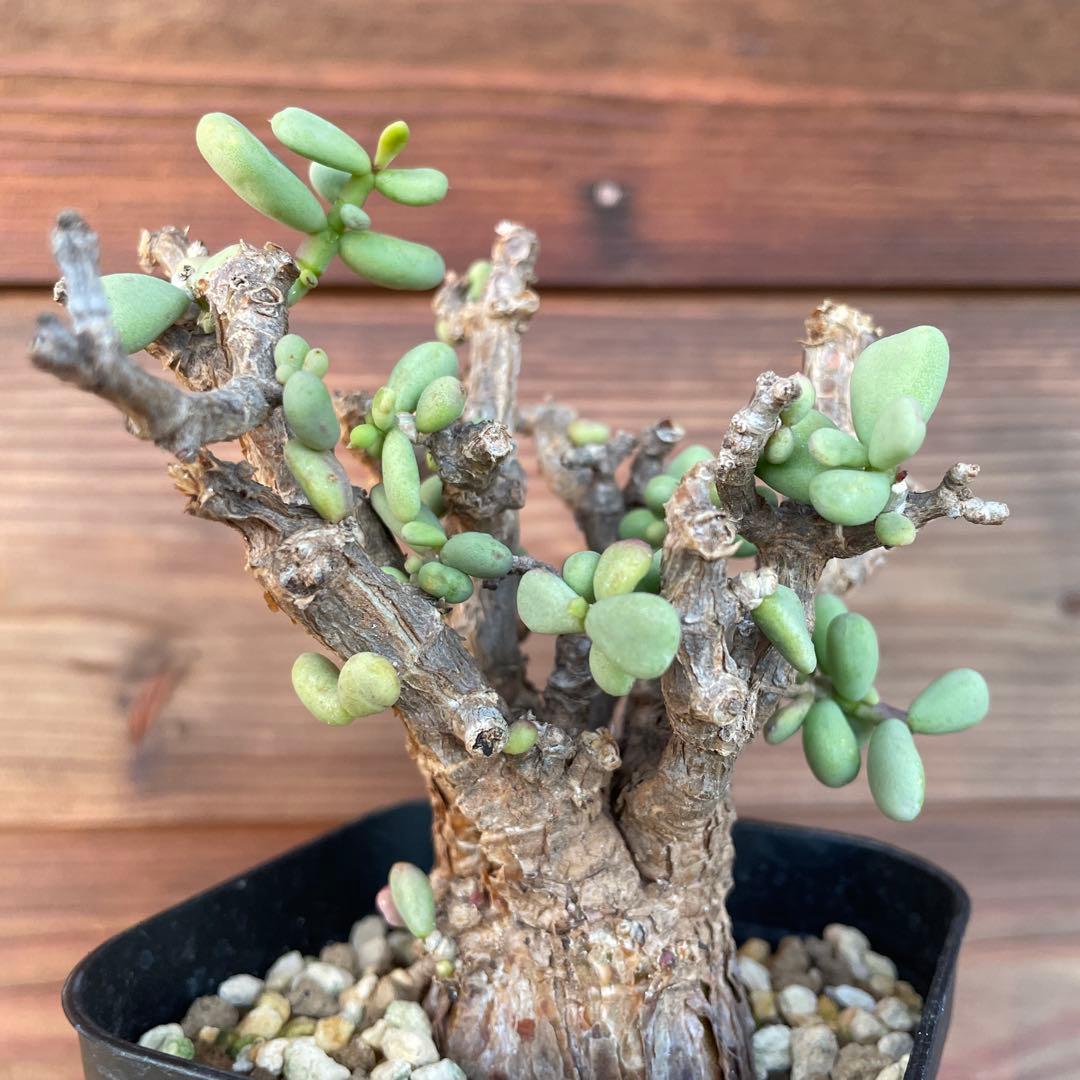 ケラリアピグマエア　#40