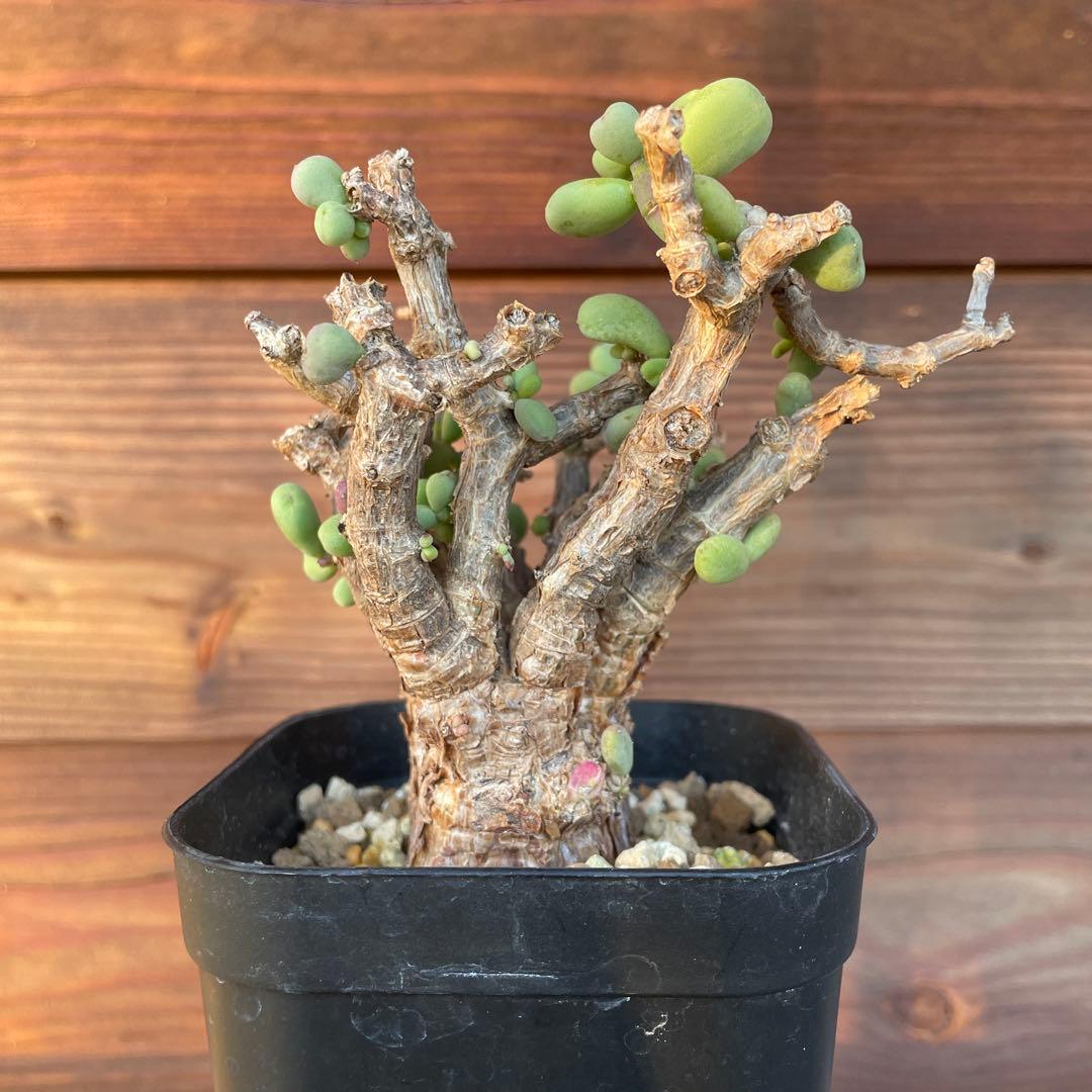 ケラリアピグマエア　#40