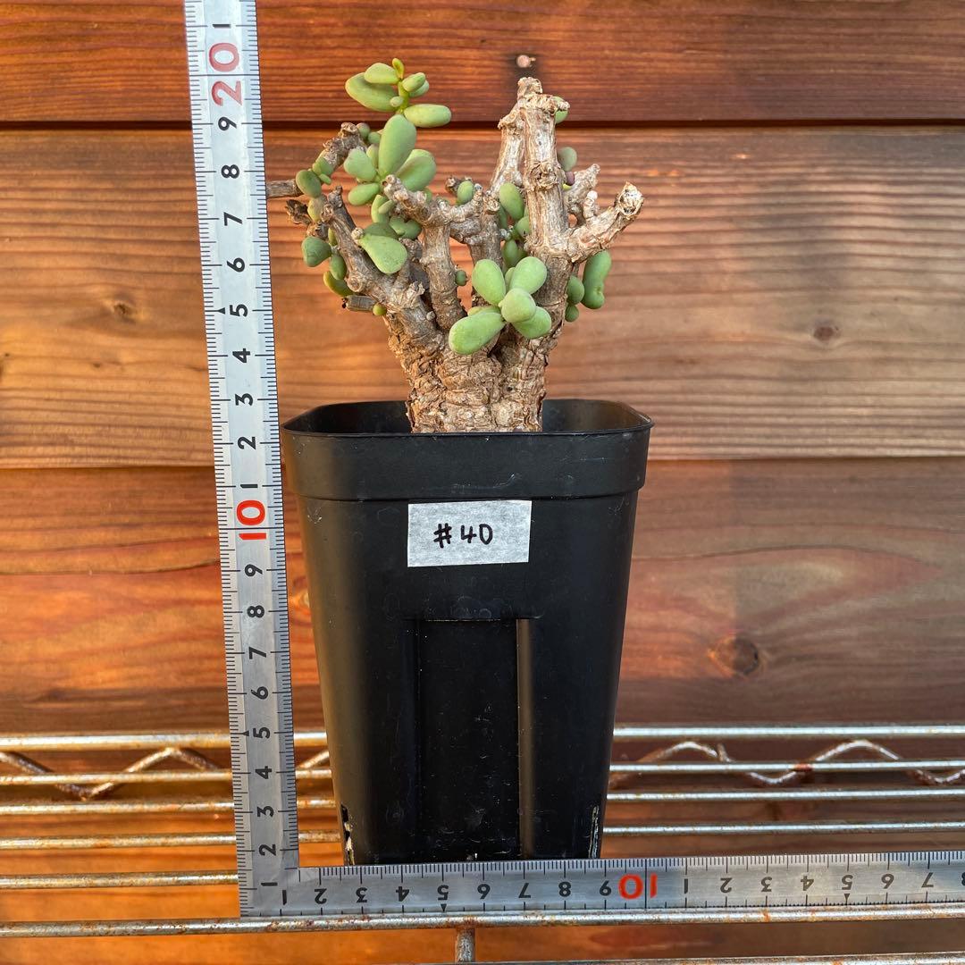 ケラリアピグマエア　#40