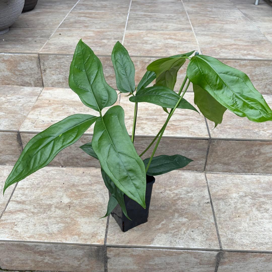 アンスリウム　カリブレイリー　約3.5号鉢　No.001　鉢、送料込