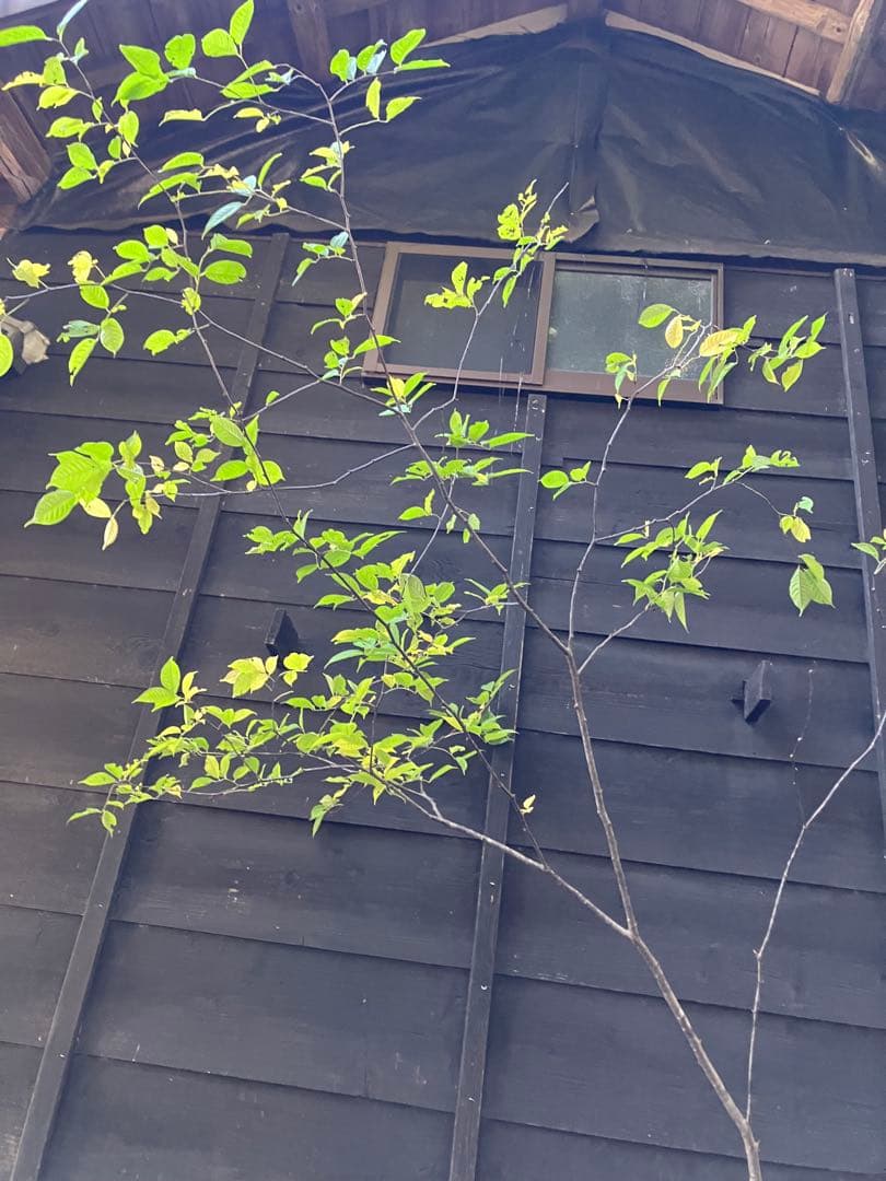 600 山採り　ウワミズザクラ