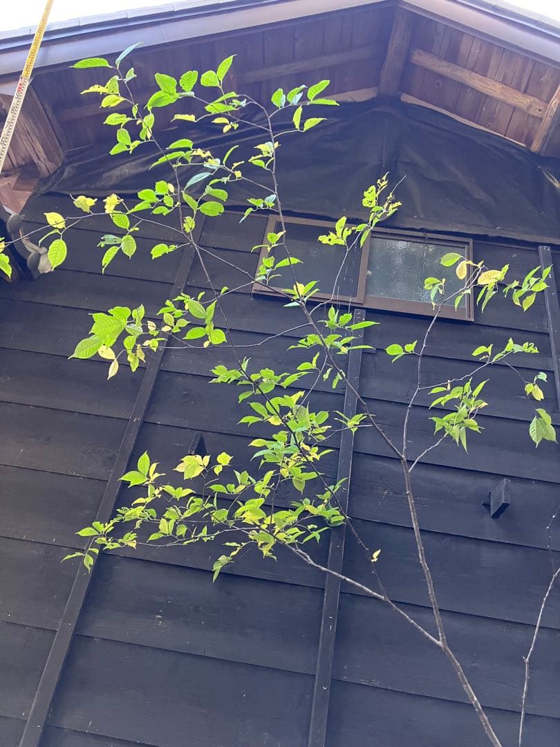 600 山採り　ウワミズザクラ