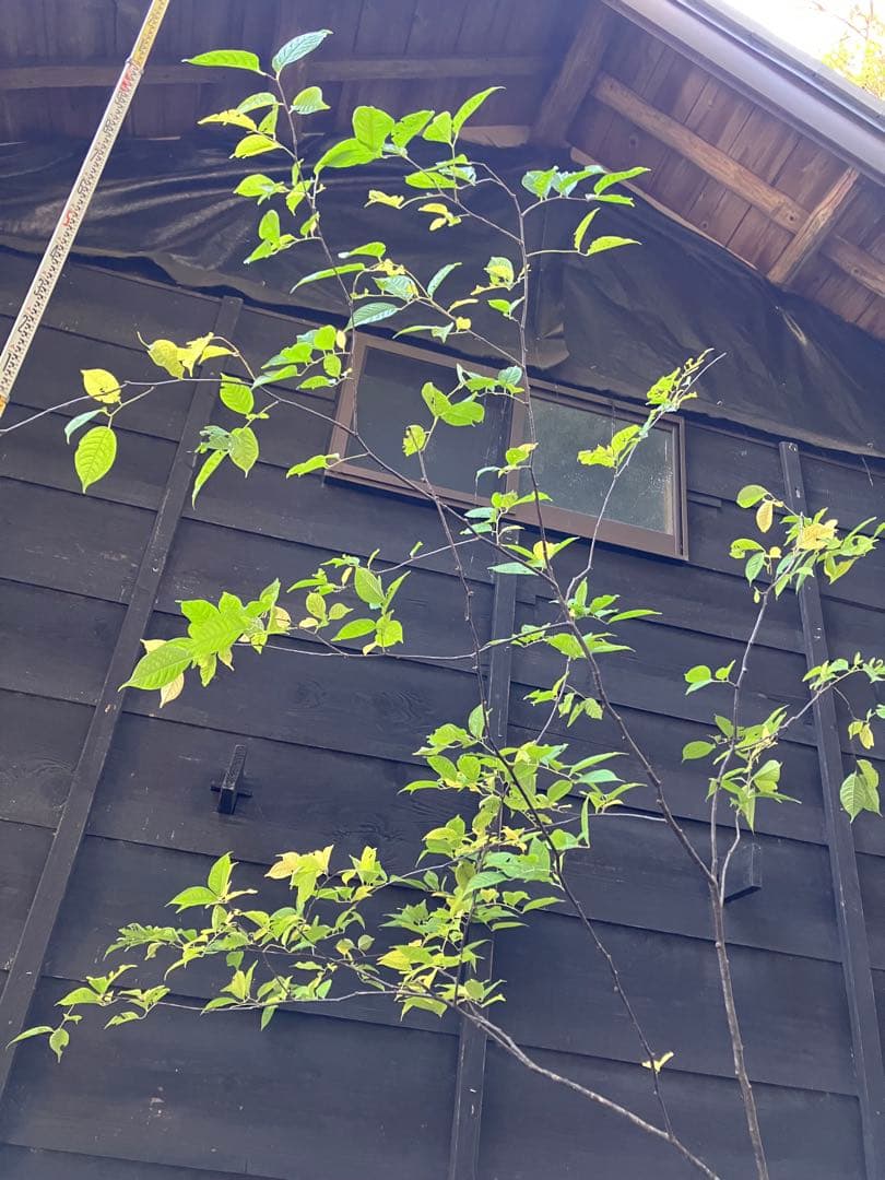 600 山採り　ウワミズザクラ