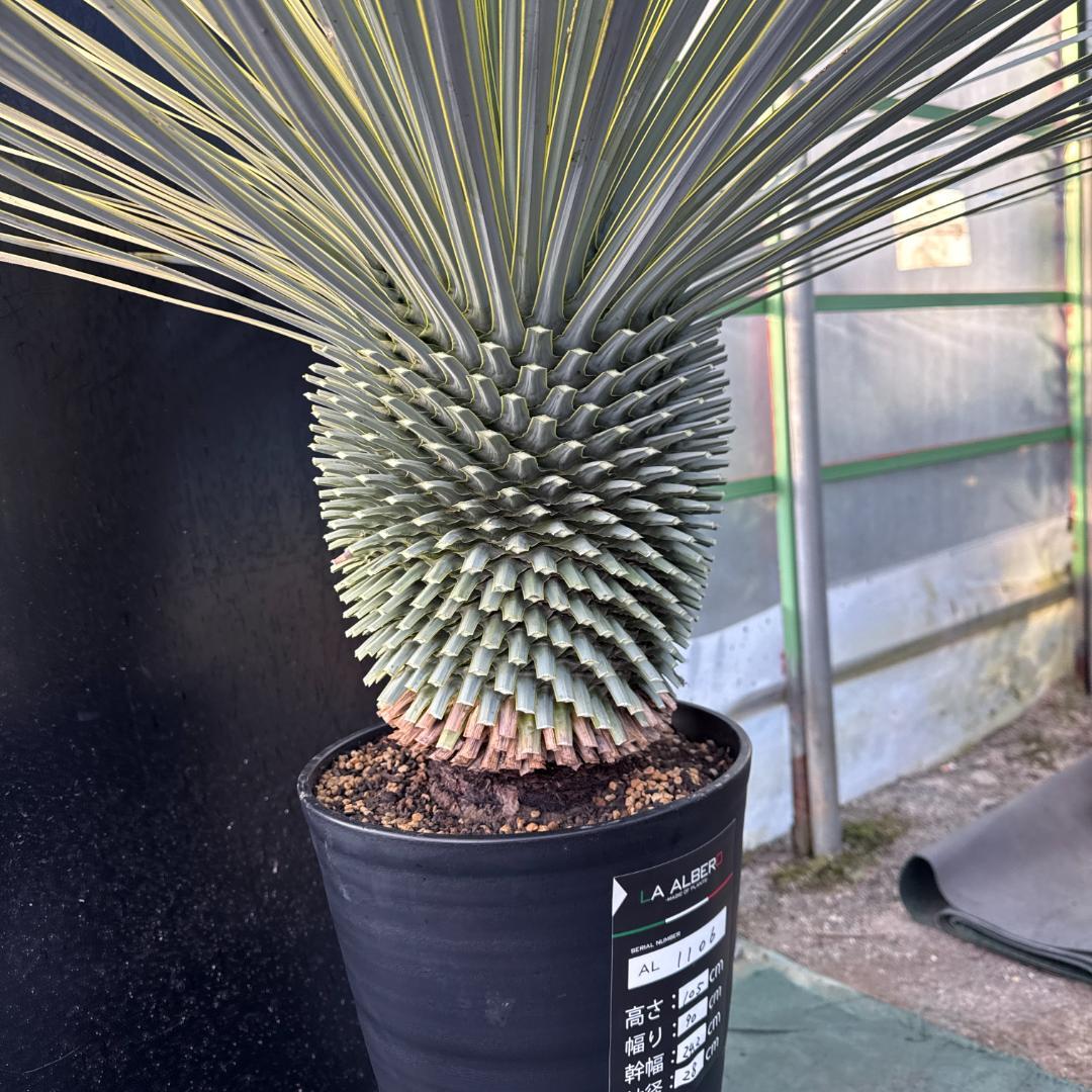 【AL1106】ユッカ　ロストラータ　バケモノ級　極太個体