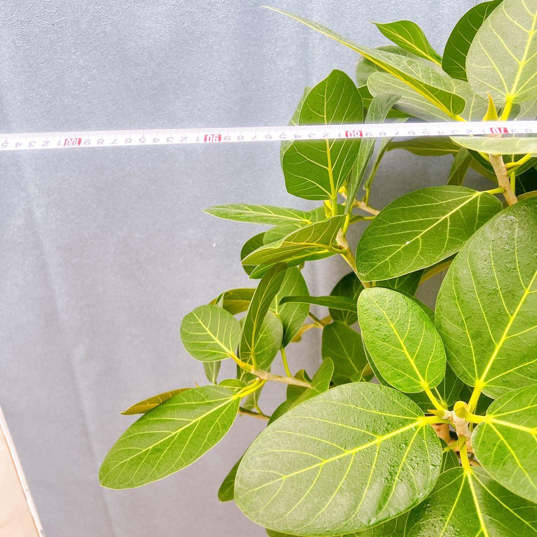 現品　フィカス　ゴムの木　ベンガレンシス　42番　インテリアグリーン　観葉植物