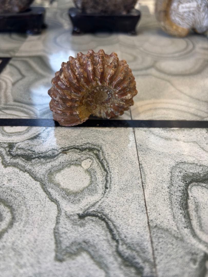 アンモナイト 中生代白亜紀　マダガスカル　化石　鉱石　希少　インテリア