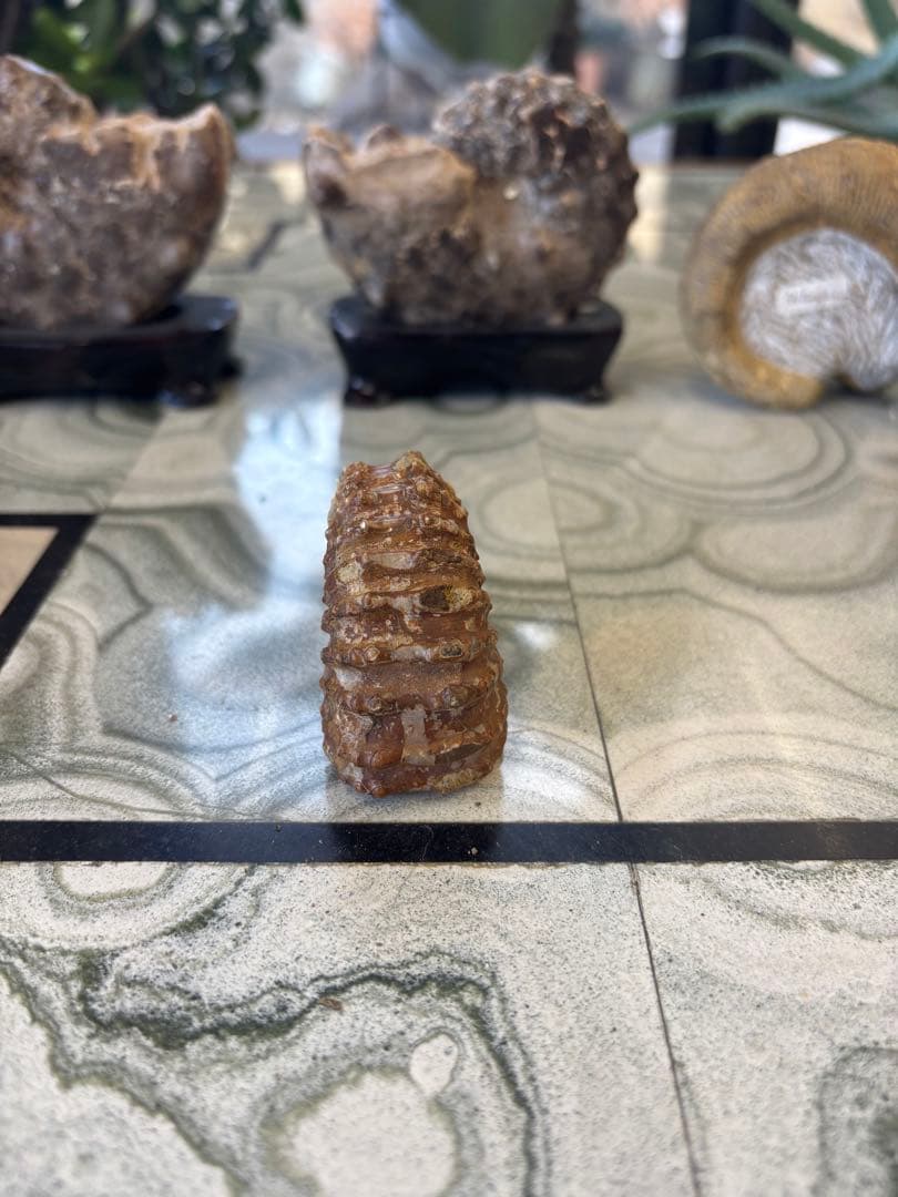 アンモナイト 中生代白亜紀　マダガスカル　化石　鉱石　希少　インテリア