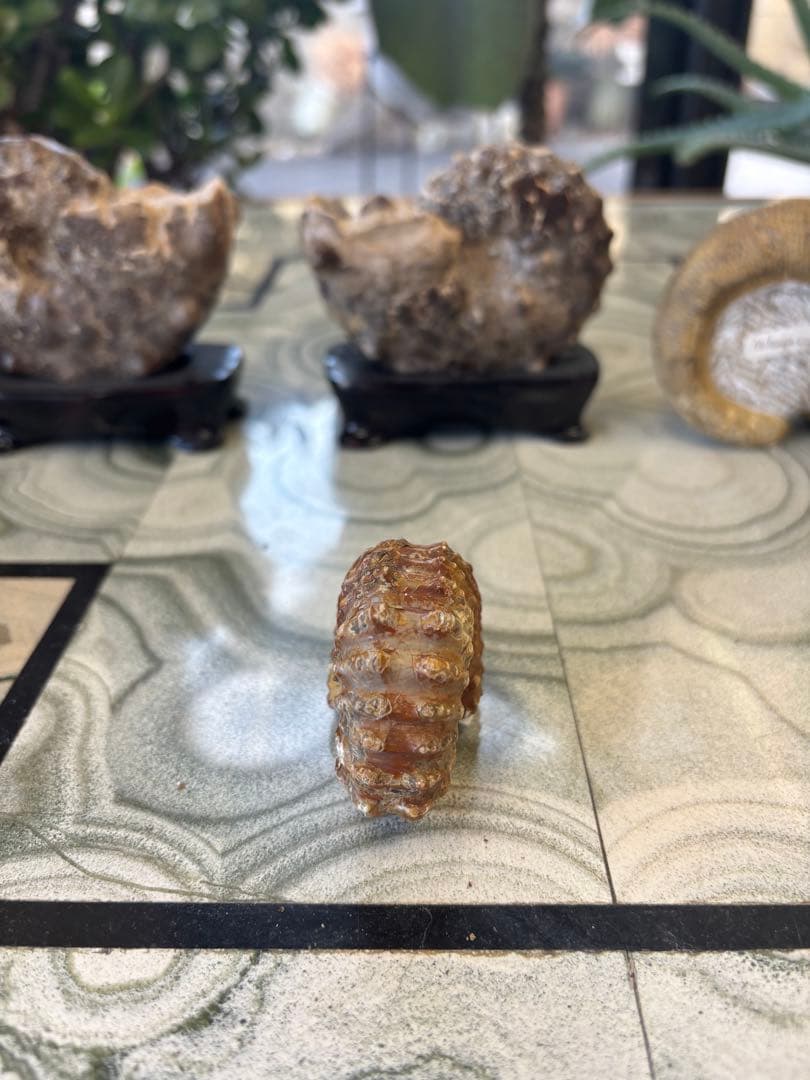 アンモナイト 中生代白亜紀　マダガスカル　化石　鉱石　希少　インテリア