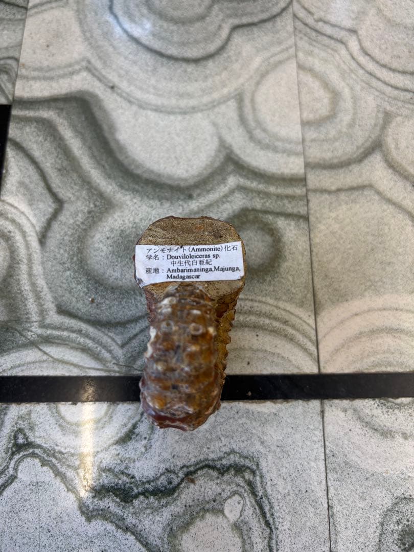 アンモナイト 中生代白亜紀　マダガスカル　化石　鉱石　希少　インテリア