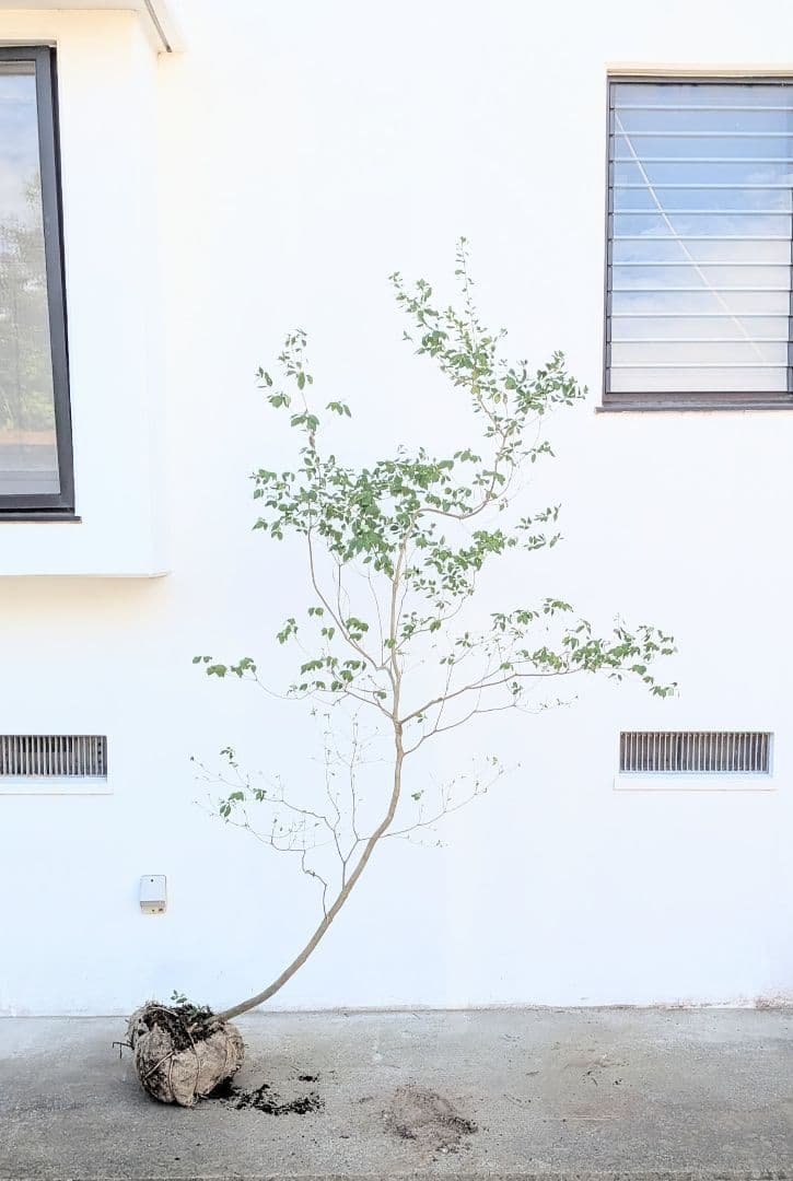 俊。。山採りドウダンツツジ。