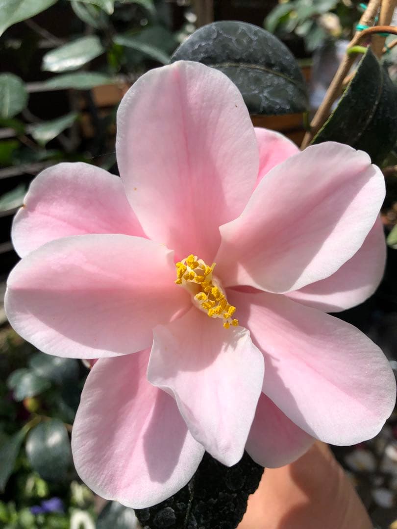 不可思議　椿　鉢底約100cm