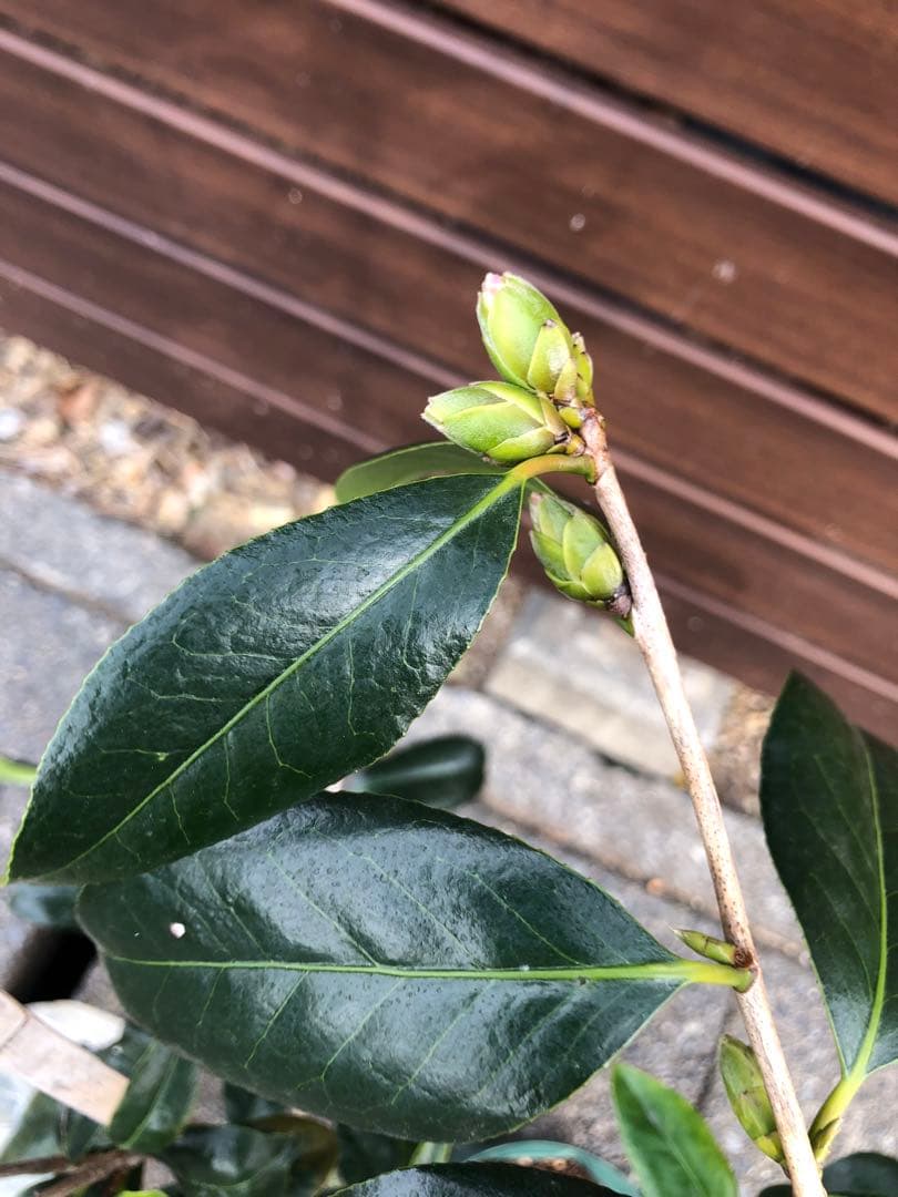 不可思議　椿　鉢底約100cm