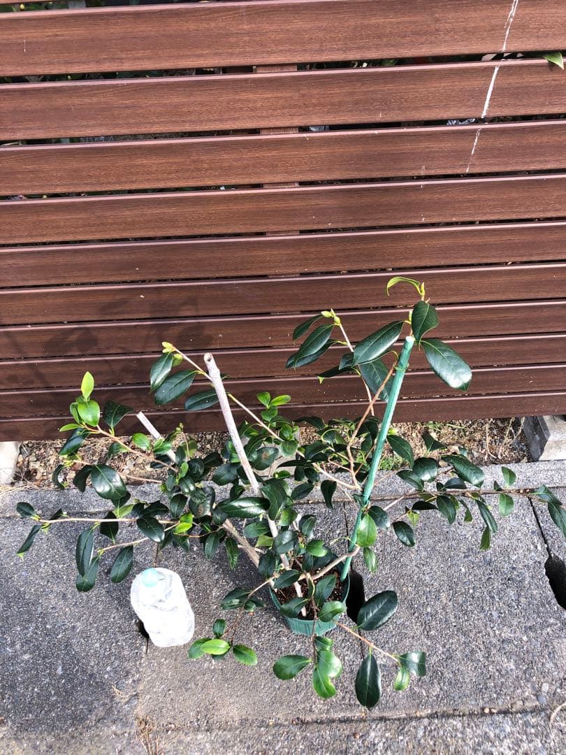 不可思議　椿　鉢底約100cm