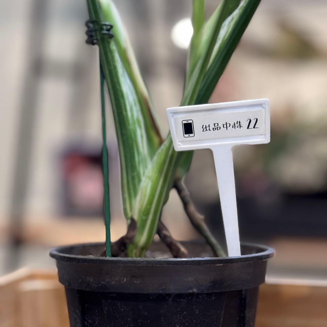 す*る様 22 モンステラ　デリシオーサ　レガシー　斑入り　美斑