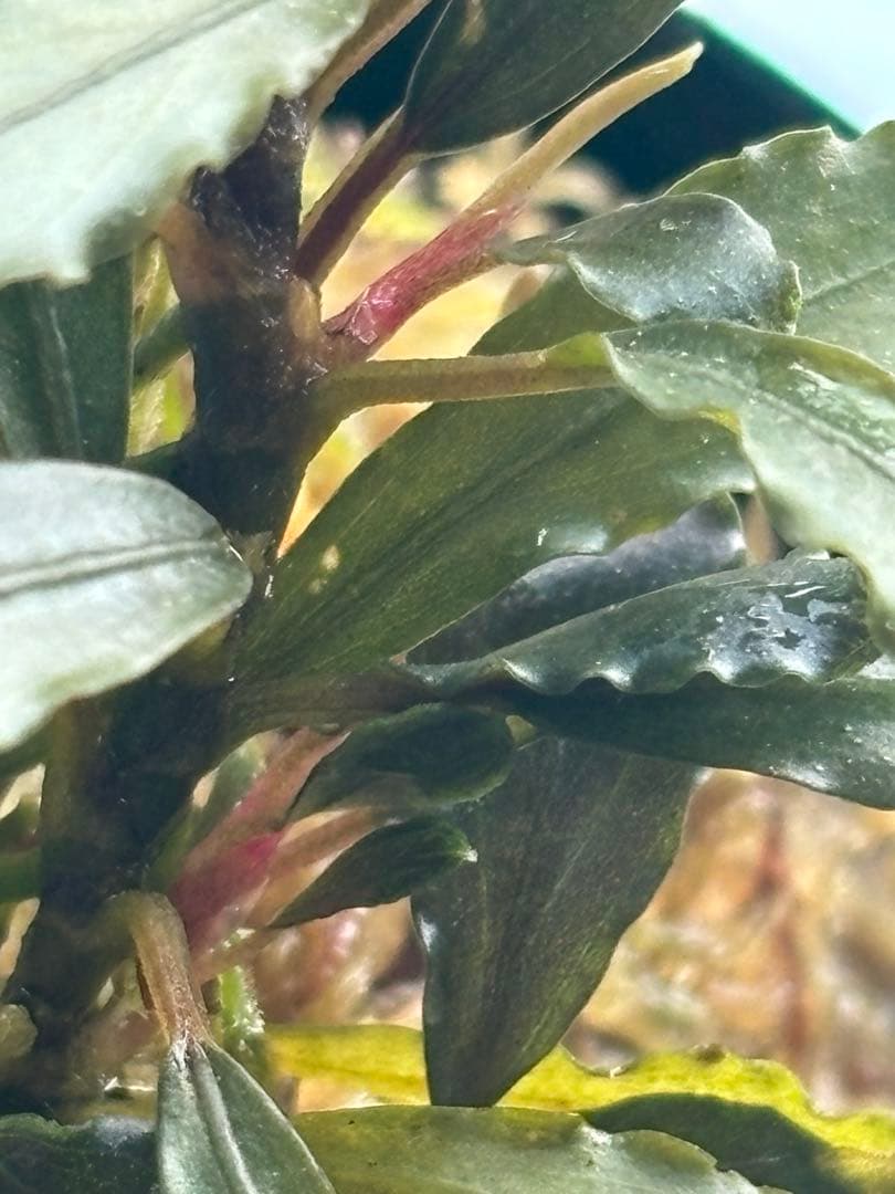 水草 Bucephalandra sp. Aurora